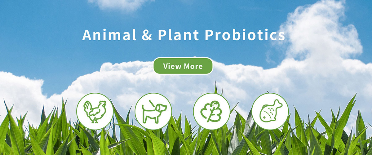 jakość Enzym tekstylny fabryka