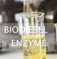 Dobra cena. Lipidy odpadowe Hydroliza enzymatyczna do produkcji biopaliw przy użyciu lipaz w Internecie