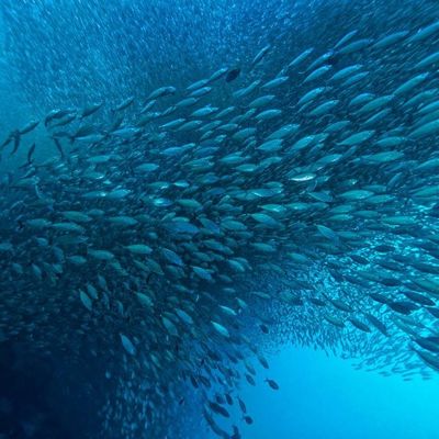 Dobra cena. Zwiększenie produkcji ropy morskiej: wpływ lipazy na współczesne techniki przetwarzania biologicznego w Internecie