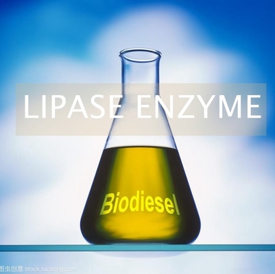 Dobra cena. Alternatywne biopaliwa Lipazy Enzym w produkcji PH 6,0 - 8,0 w Internecie