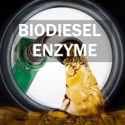 Dobra cena. Aktywność produkcyjna biodiesla Lipaza Enzym Szlaki metaboliczne lipidów w Internecie